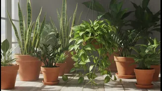 Easy Houseplants That Enjoy Humid Indian Weather