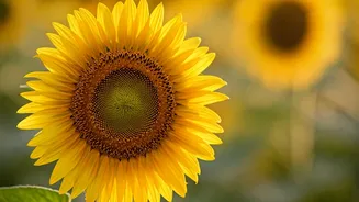 Upcoming June 21 Summer Solstice Brings Maximum Sun Hours
