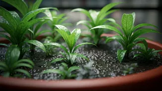 Monsoon Plant Care Needs Public-Health Sense