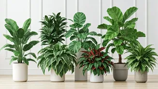 5 Houseplants for Cleaner Air & Wellness in Delhi Homes