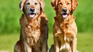 Why large dogs age faster: DNA study