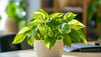 Indoor Air Quality Depends On More Than Just Green Plants
