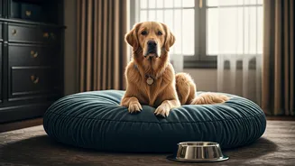 Young Travelers Demand Pet Inclusive High End Indian Resorts Now