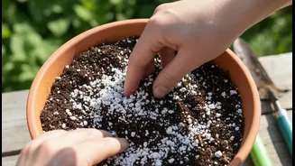 Why Incorporating Perlite Cuts Potted Water Retention Windows Halting Dangerous Soil Souring Processes