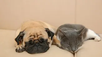 União Europeia proíbe reprodução seletiva de cães e gatos; entenda a decisão