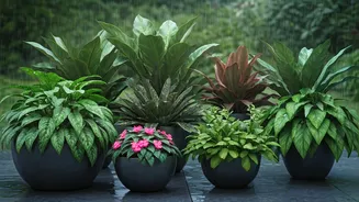 These Container Plants Love Wet Weather