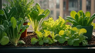 Tiny Gardens Are Turning Into Salad Bowl Factories