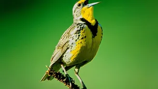The Birdsong Findings Describe Sound Structure, Not Animal Conversation