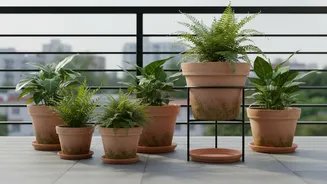 Balcony Gardeners Should Check Drainage After Dense Growth