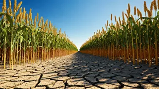 Rain Deficit Brings Fresh Focus To Hardy Grains