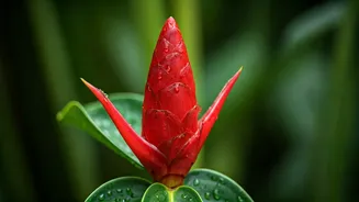 Awapuhi Wonders: Unlock Lush Locks with Nature's Shampoo Ginger Secret