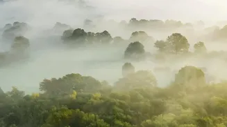 India's Forests Face New Challenges As Rainfall Patterns Continue To Shift
