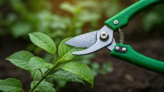 Garden Prep Now Means Cutting Before Rains