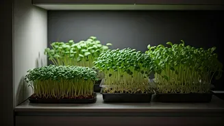 Harvest Continuous Microgreens Working Out Of Small Kitchenette Corners