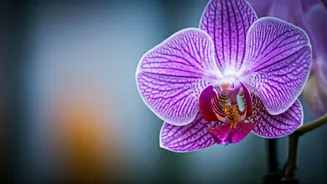 Orchid Blooming Secrets: Mastering Temperature for Stunning Flowers