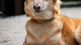 Post-Monsoon Pet Health: Simple Ways To Prevent Fungal Infections In Urban Canines