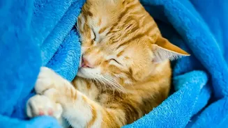 How Magnesium Glycinate Restores Deep Sleep Cycles Compared To Citrate Supplements