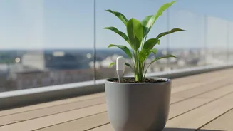 How Smart IoT Probes Keep Balcony Plants Healthy By Preventing Overwatering Risks