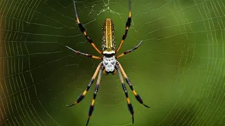 7 Spiders of India: A Closer Look