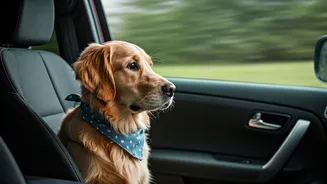 Pet Parents Are Making Travel More Inclusive Now
