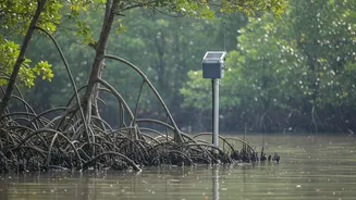 How Scientists Deploy Telemetry Sensors Across Sundarbans Swamps For Real-Time Delta Scans