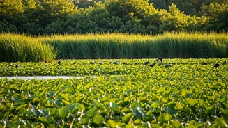5 Indian Wetlands: Nature's Hidden Treasures