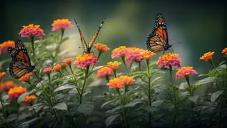 Transform Your Indian City Garden: Attract Butterflies with Native Blooms