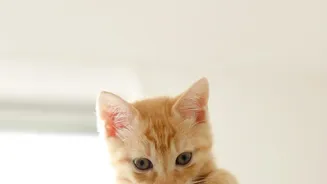 Apartment Cats Need Safe Height without Dangerous Edges