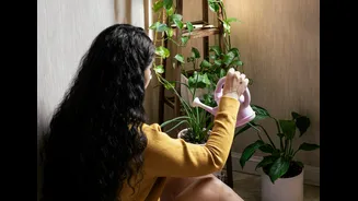 Indoor Gardening Tips for Monsoon Season in India