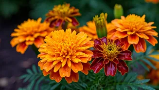 Indian Monsoon Gardening Needs More Marigold Respect