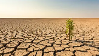 Farming Advice Postponing Plant Growth Cycles Due To Dry Plains