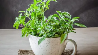 Urban Balcony Herb Garden Strategies: Fresh Basil Mint Curry Leaves
