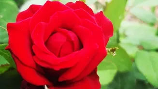 Related Stories banner