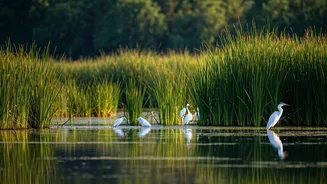 5 Indian Wetlands: Wildlife Havens to Explore