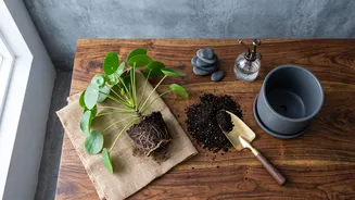 How to repot desk plants safely