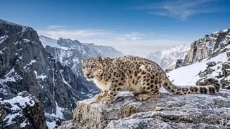 Ladakh's Snow Leopard Safari in Focus: India's First High-Altitude Wildlife Safari Opens in Ladakh