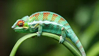 Amazing Color-Changing Animals: A World of Wonder