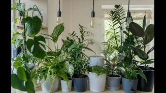 Caring for Indoor Plants During the Indian Monsoon