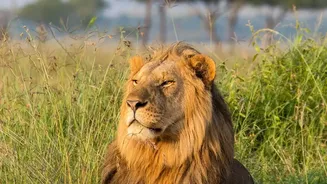 Gujarat's Lion Conservation Story Expands As 17 Asiatic Lions Occupy Barda