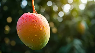 Lucknow Farmers Use Ancient Secrets For Most Juicy Mangoes