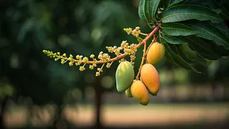 The Sadabahar Mango: Shri Kishan Suman's Triple-Fruiting Marvel