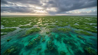Algal Blooms Show The Value Of Long-Term Marine Research