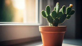 Thriving Indoors: Your Ultimate Guide to Growing Prickly Pear Cactus at Home