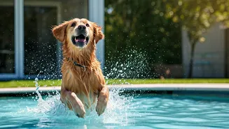 Premium Pet Boardings Experience High Influx For Splash Activities