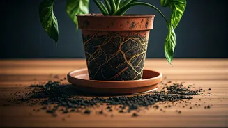 Your Plant Setup Might Need A Drainage Fix