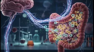 Interesting Mechanisms With Limited Human Evidence: The Real Tension Inside Glucose And Fructose Gut-Brain Research