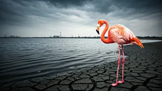 Nerul's Flamingos Flee: Pollution Crisis Chokes Navi Mumbai Wetlands