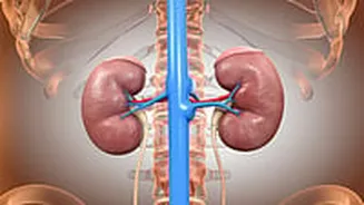 The Silent Threat To Your Kidneys, And What Ayurveda Has To Say About It
