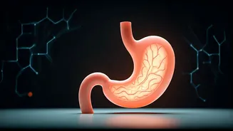 Hungry Tonight, Not Tomorrow? Unpacking the Mystery of Morning Appetite Loss