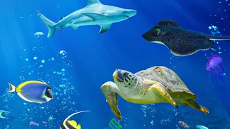 How Scientists Are Exploring The Deep Ocean's Role In Climate